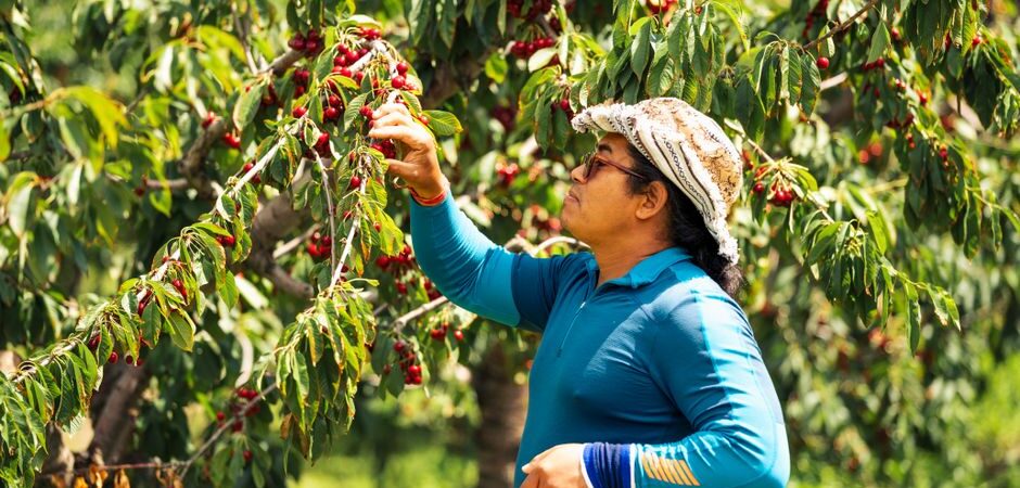 Travailleurs en agriculture au Canada en 2026 : guide complet pour immigrer et obtenir la résidence permanente