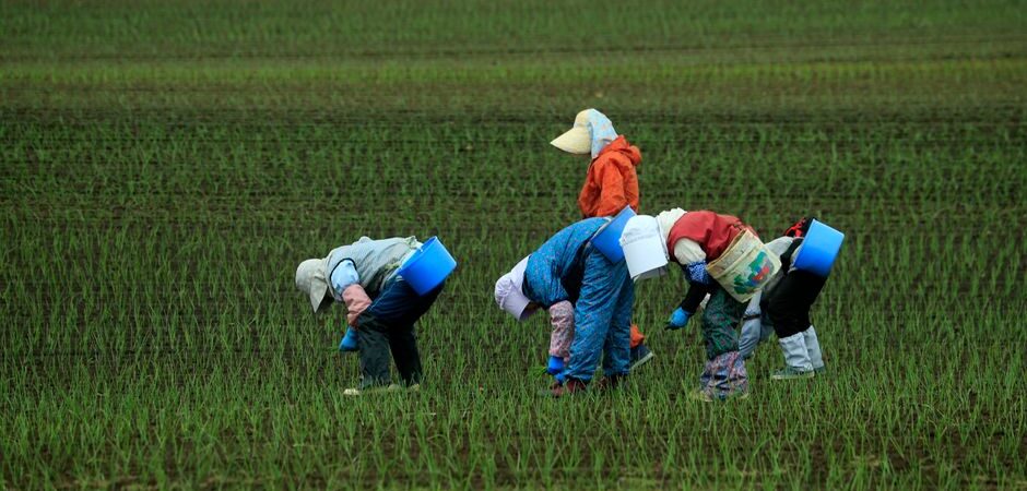 Immigrer au Canada comme travailleur agricole en 2026 : guide complet sur le PTAS et vos droits