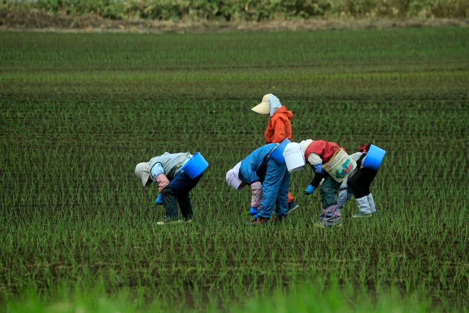 Immigrer au Canada comme travailleur agricole en 2026 : guide complet sur le PTAS et vos droits